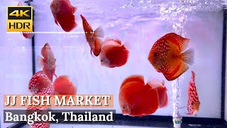 [BANGKOK] Chatuchak Weekend Market Fish Zone - Best Fish Market In Bangkok! [Walking Tour 4K HDR]