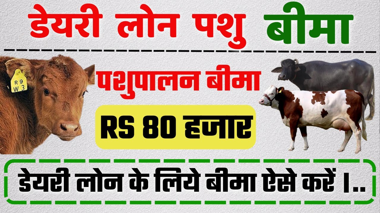 Dairy Loan Pashu Bima Yojana 2023 | Pashupalan Insurance RS 80,000 ...