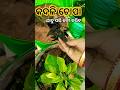 କଦଳି ଚୋପା ଯାଦୁ ପରି କାମ କରିବ// Hibiscus Plant Care Tips 😱 #𒆜foryou@namitaskitchengarden9693