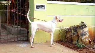 Rajapalayam Heavy 32 Inches Tall Male Of Champowoods Kennel #Rajapalayamdogs #Shorts