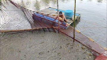 Kéo lưới thu hoạch cá trê vàng rặc hầm lớn ở phú thành giá cá giảm