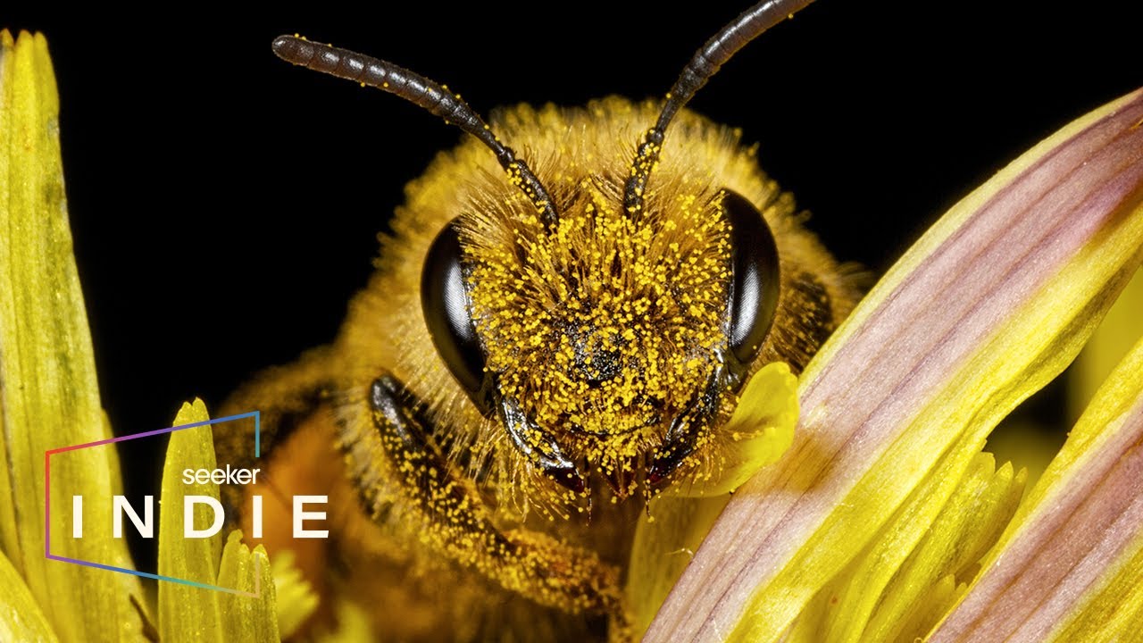Short Film: The Hidden Reason Bees Are Being Wiped Out