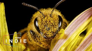 Short Film: The Hidden Reason Bees Are Being Wiped Out by Seeker 37,822 views 1 year ago 18 minutes