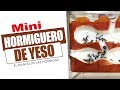 Mini Hormiguero de Yeso - Dia 1