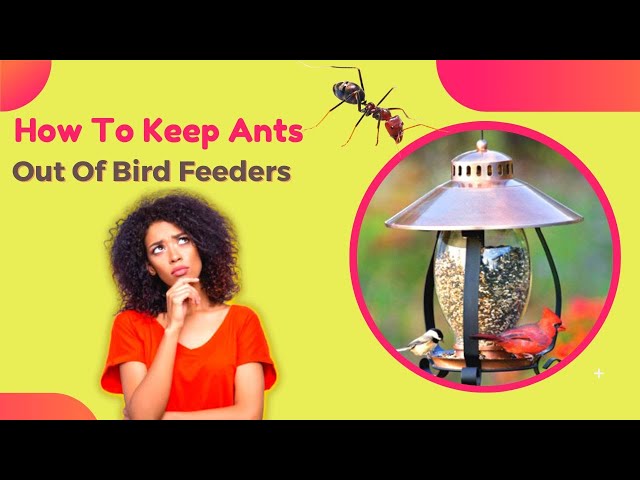 How to Keep Ants Out of Bird Feeders: Effective Tips & Tricks