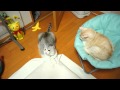 うに、踏んだり蹴ったり。(add insult to injury)