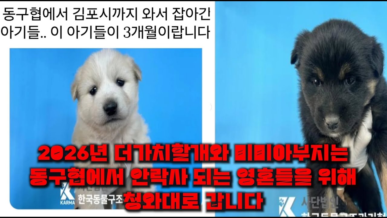 서울과 경기도 지차에 약 20곳 이상에서 위탁계약을 한 동구협. 우리는 죽어간 영혼을 위해 청와대로 갑니다