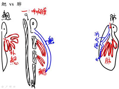 魚呼吸
