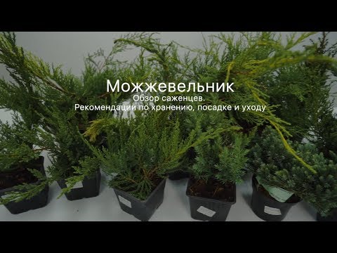 Можжевельник. Обзор посадочного материала. Рекомендации по посадке и уходу