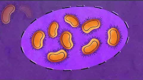 Can bacteria help keep ships clean? – Make the connection, with EU-science