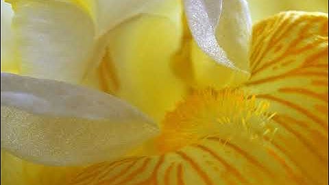 سورة الصافات بصوت القارئ تركي الرميح