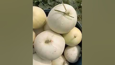 Giống dưa lê siêu ngọt Super Hoàng Kim tại lòng hồ Thác Bà- Yên Bái