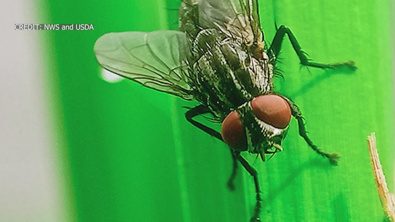 Officials look to stop spread of screwworm fly