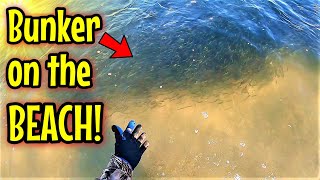 BEST New Jersey Striped Bass Fishing Fall Run in 50 Years!?!?