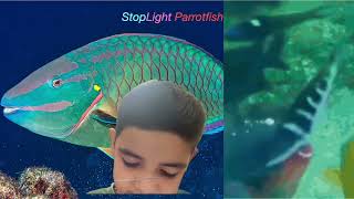 Stoplight ParrotFish