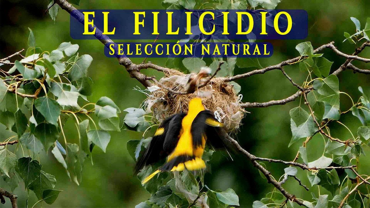 EL FILICIDIO,  SELECCIÓN NATURAL