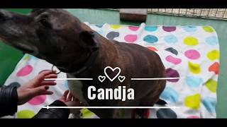 Gandja, American Staff De 12 Ans Cherche Une Belle Pee Retraite - Spa De Strasbourg Adoptée