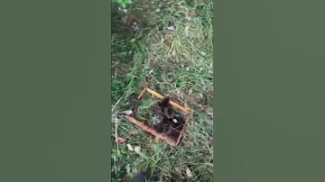 Медведь появился в нацпарке 