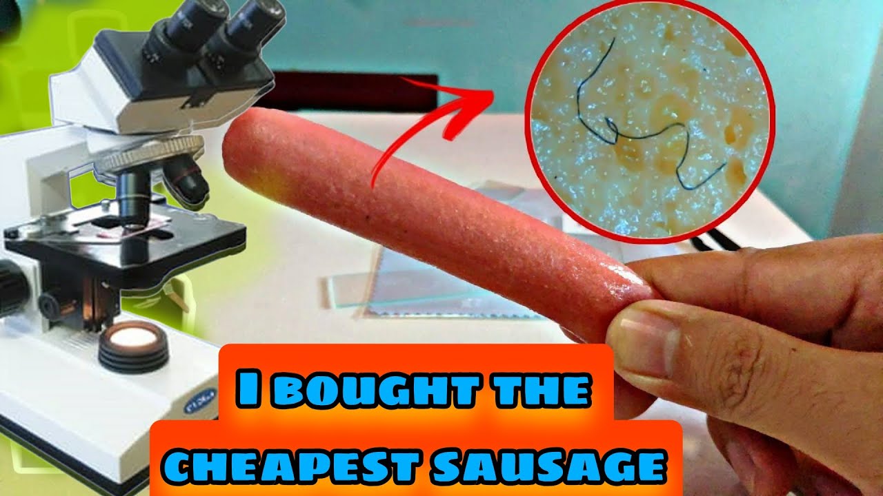 Sausage under the microscope microscope bactria sauasge YouTube