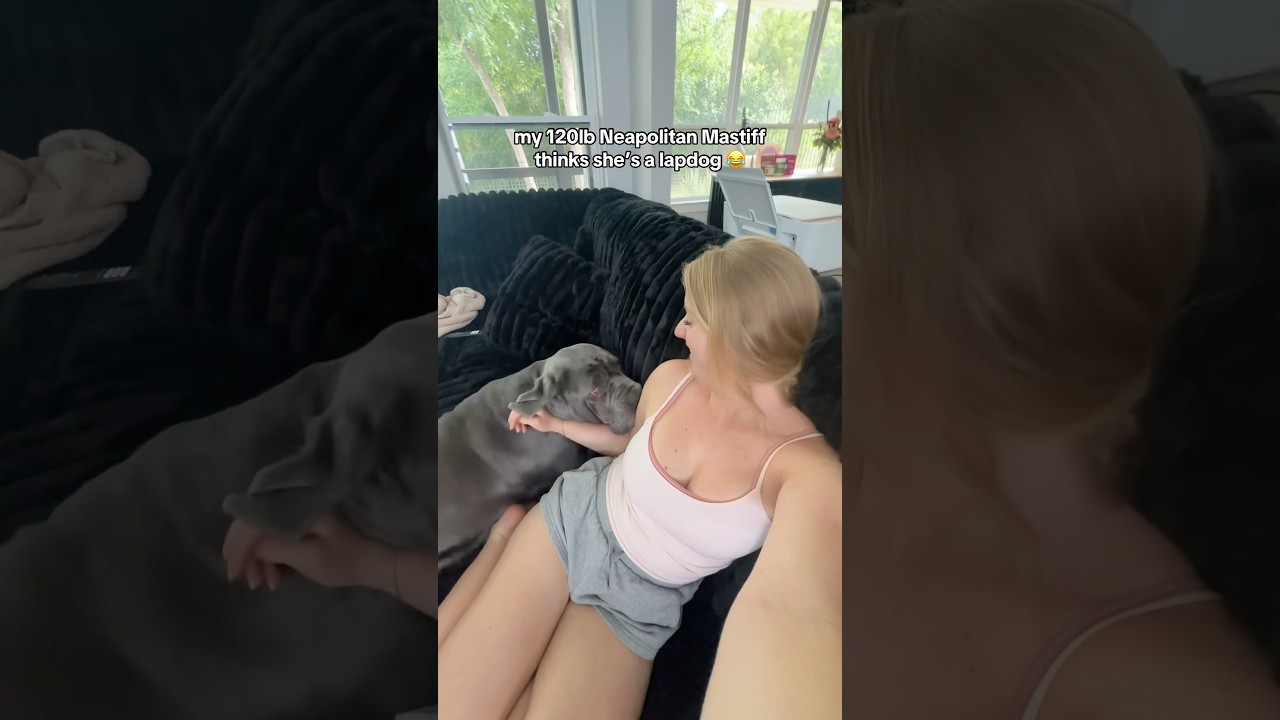 my 120lb Neapolitan Mastiff thinks she’s a lapdog 😂 