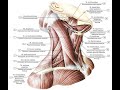 Мышцы и фасции шеи. Треугольники шеи. Мимические и жевательные мышцы