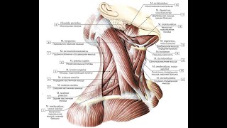 Мышцы и фасции шеи. Треугольники шеи. Мимические и жевательные мышцы