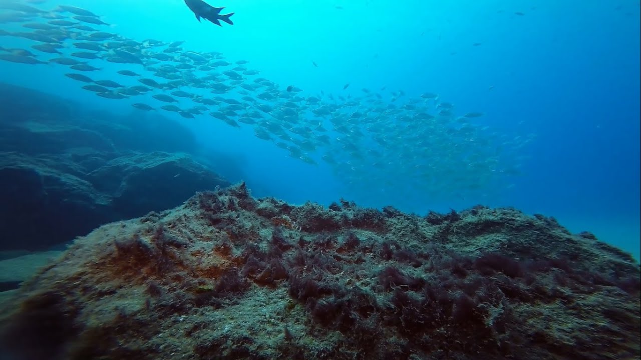 Fuerteventura Diving 2016 HAUFOUR plongée by SpiritDiver HD YouTube