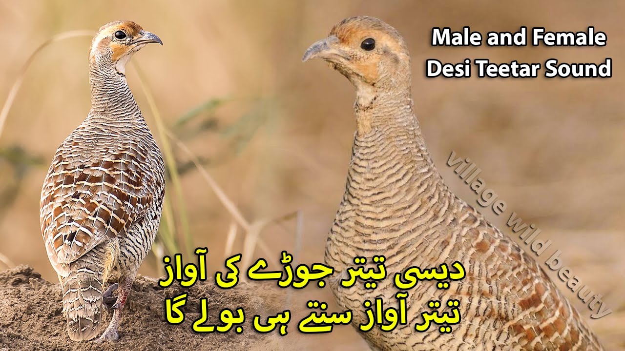 Male and Female Desi Teetar Sound | Desi teetar Jody ki Awaz | Teetar Sound Female