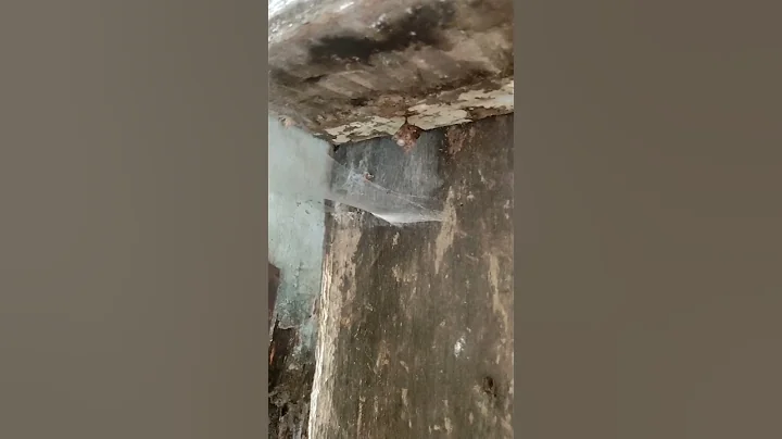 Where do wasps build their nests? hw do find a wasp nest viral#youtube shorts