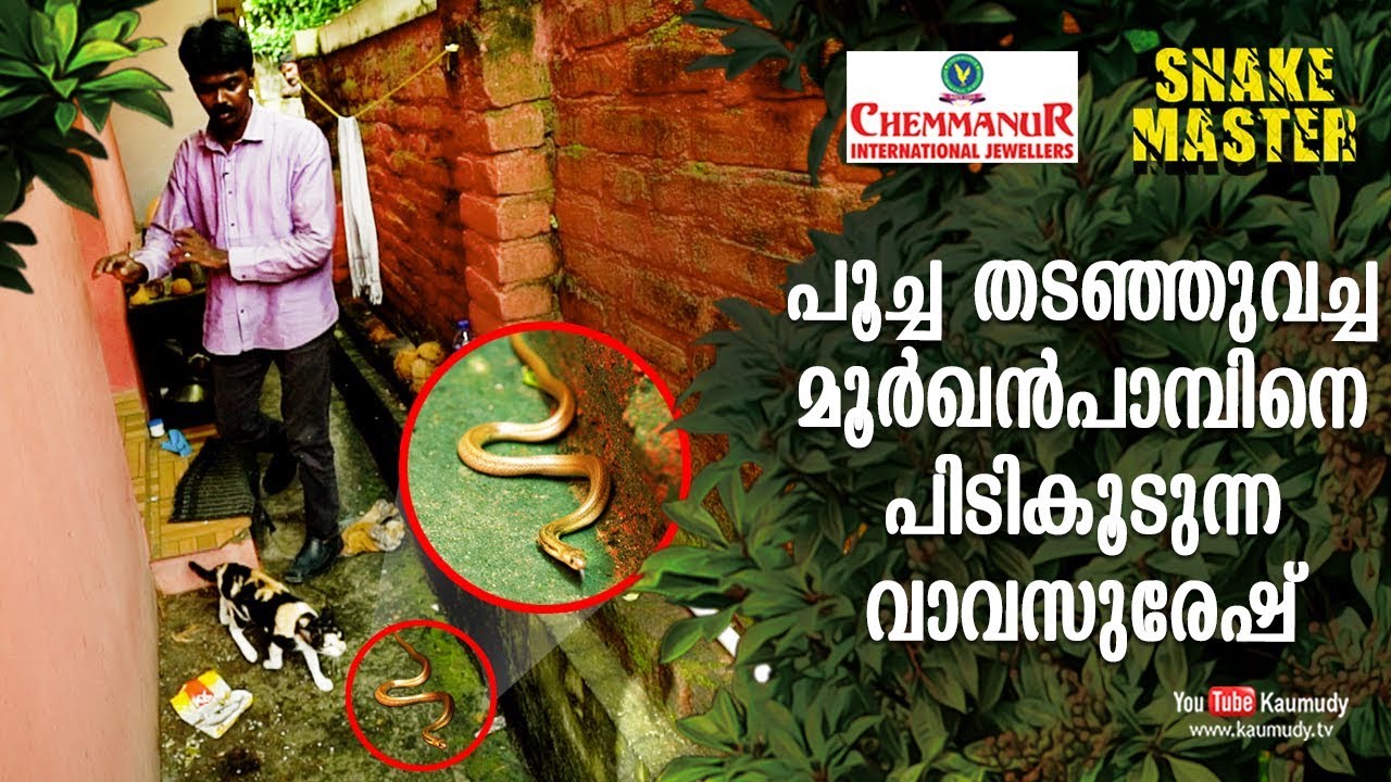 Vava Suresh rescues a Cobra held by a Cat | Snakemaster | EP 417 | Kaumudy TV