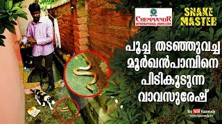 Vava Suresh rescues a Cobra held by a Cat | Snakemaster | EP 417 | Kaumudy TV