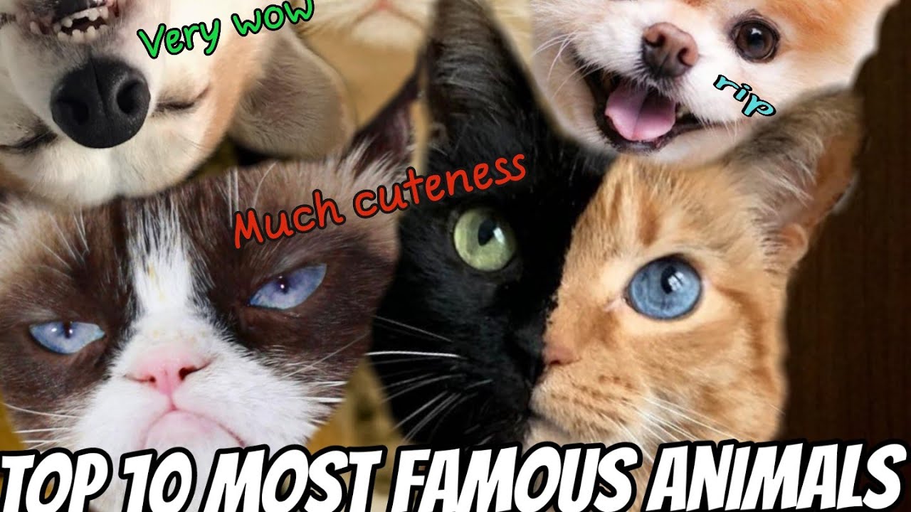 famous cats and dogs