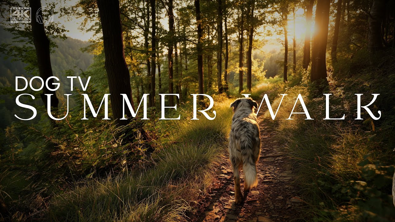 Real-Time 4K Forest Walk – Milla the Rescue in Summer | Relaxing Dog TV 🐕