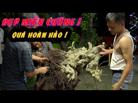 Video Pha xử lý vật dáng cây sanh cực kỳ thuyết phục của Nam... - youtube