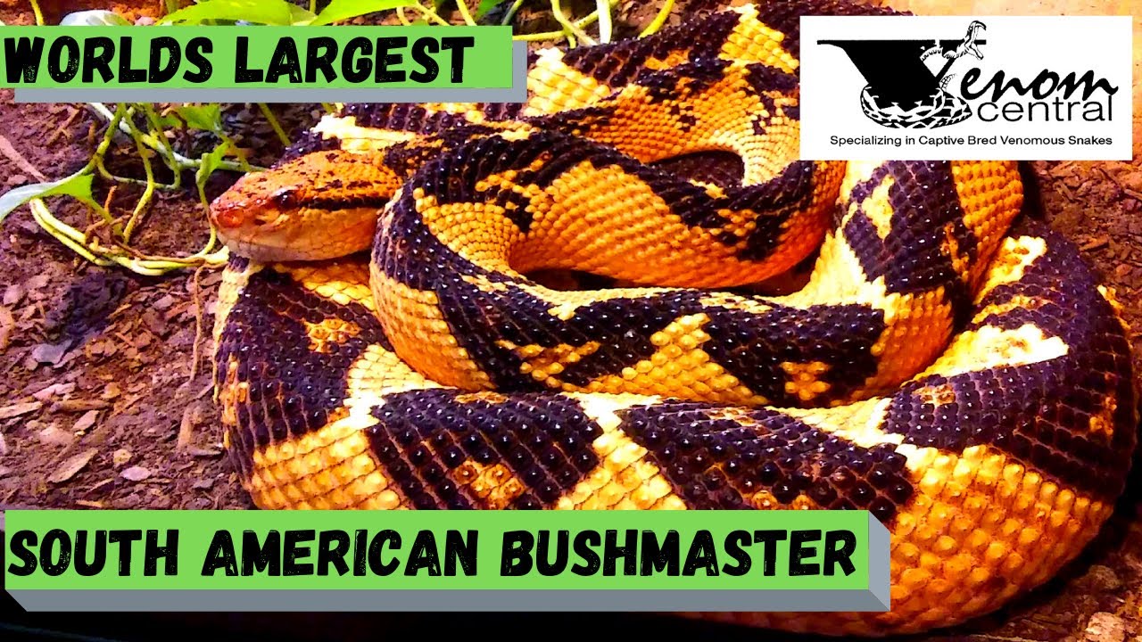 World s Largest Pit Viper South American Bushmaster YouTube world-s-largest-pit-viper-south-american-bushmaster-youtube