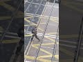 Level Crossing Idiot #train #railway