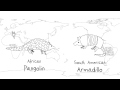 Ecosystem Diversity and Its Role in Global Biodiversity