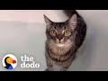 Woman throws a rave bath for her cat who loves bath time  the dodo