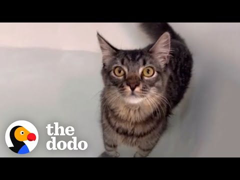 Woman Throws A Rave Bath For Her Cat Who Loves Bath Time - The Dodo