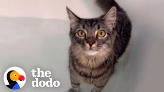 Woman Throws A 'Rave Bath' For Her Cat Who Loves Bath Time | The Dodo by The Dodo 118,202 views 1 day ago 3 minutes, 48 seconds