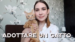 Cosa avrei voluto sapere prima di adottare un gatto