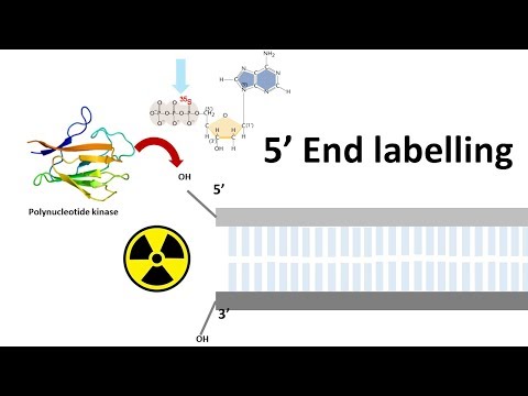 5 prime end labelling | end labeling of DNA | How do you label the prime ends of the DNA molecule?