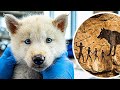 Ancient Wolf Back After 10,000 Years - Scientists Just Brought It to Life