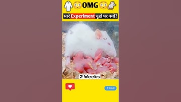 Why are all experiments done on mice? Why are mice the best candidates for research | #labrat #te...