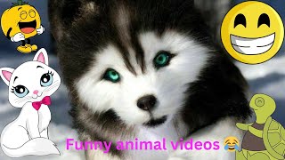 Adorable animal videos || funny animal videos 2024  | try not to laugh