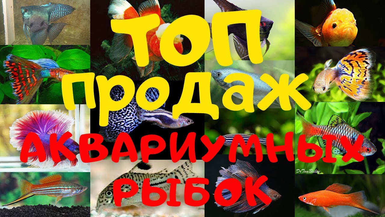 ТОП ПРОДАЖ аквариумных рыбок
