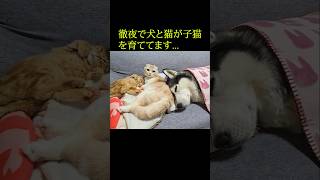 徹夜で犬と猫が子猫を育てています...#shorts