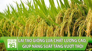 Lai tạo giống lúa chất lượng cao, giúp năng suất tăng vượt trội | VTC16