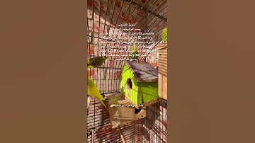 #سورة_الضحى #مكتوبة #قرآن #تربية_الطيور #طيور #البادجي #العراق #امريكا #quran #birds #budgies #usa
