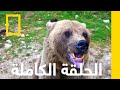 نت كالدمية الشعثاء شيء ما عضني ناشونال جيوغرافيك أبوظبي 